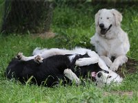 Puppys van Bliss040622-0073